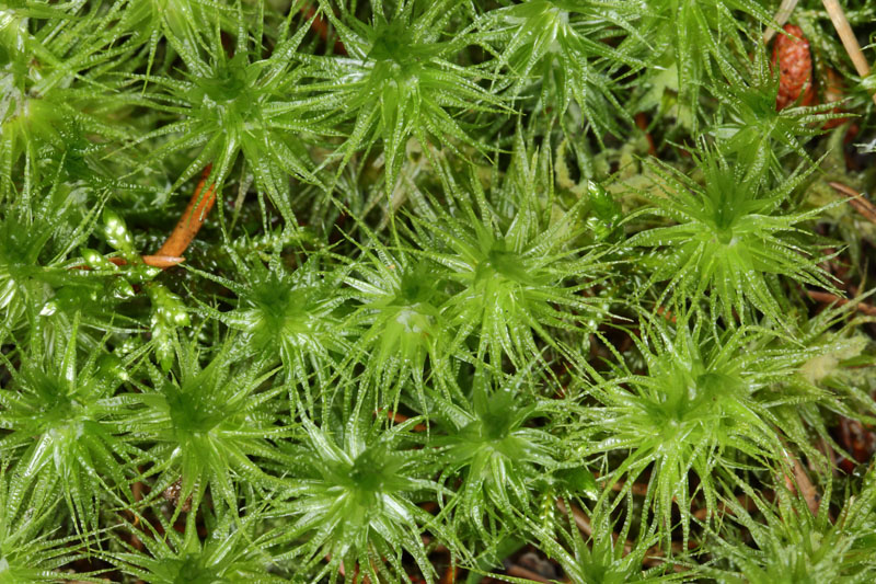 Dicranum polysetum